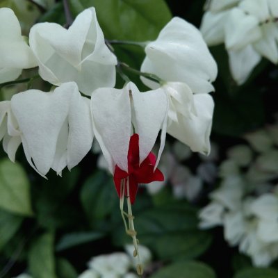 clerodendrum thomsoniae jigsaw puzzle