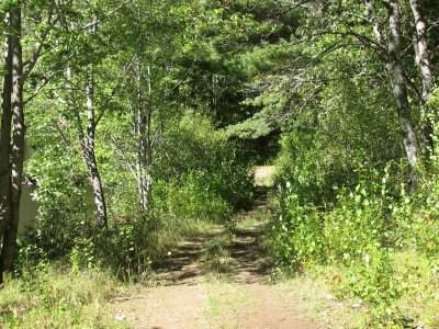 Biking through the woods on a beautiful day jigsaw puzzle