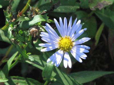 פאזל של Purple flower in fall sun