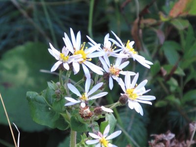 Another pretty flower jigsaw puzzle