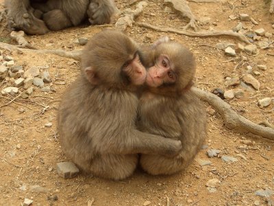 Macaca fuscata