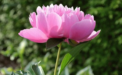 Pivoine