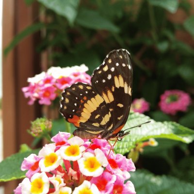 Lantana y mariposa jigsaw puzzle