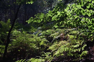 Nature jigsaw puzzle