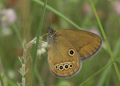 Coenonympha oedippus