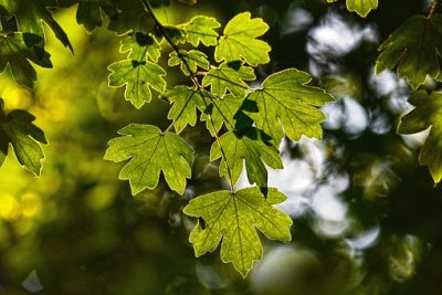 Nature jigsaw puzzle