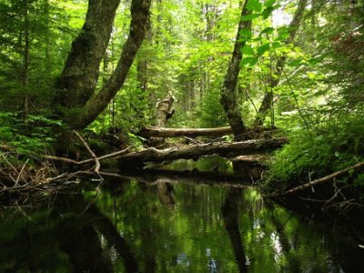 Nature jigsaw puzzle