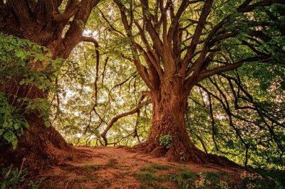 Nature