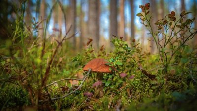 Nature