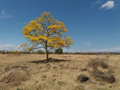 Cortez amarillo jigsaw puzzle