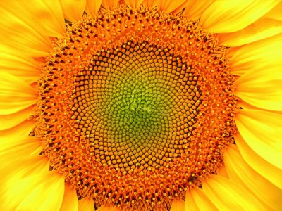 tournesol