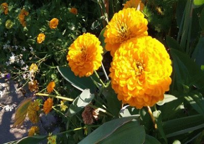 fleurs
