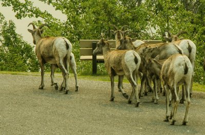 פאזל של Wildlife Canada