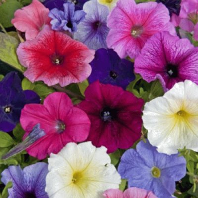 petunia jigsaw puzzle