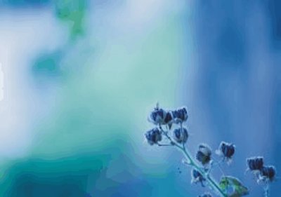 Blue flower