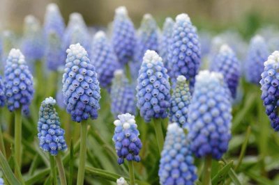 Muscari