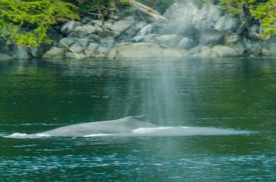 Wal / Inside Passage Canada jigsaw puzzle