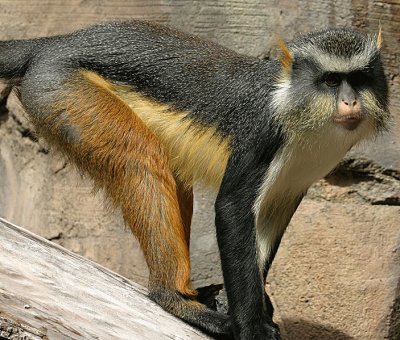 Cercopiteco coronato di Wolf
