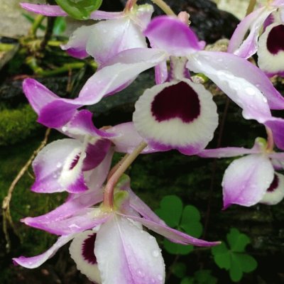 ORQUIDEAS jigsaw puzzle