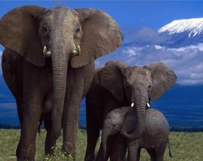 פאזל של elefantes