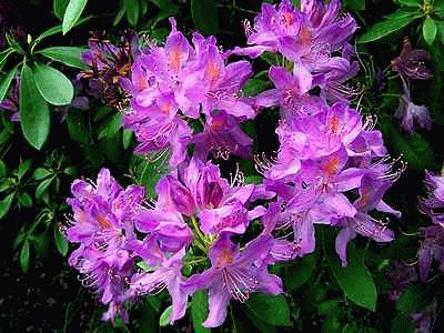 Rhododendrons