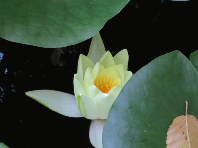 nymphaea