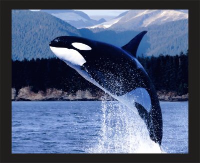 ORCA jigsaw puzzle