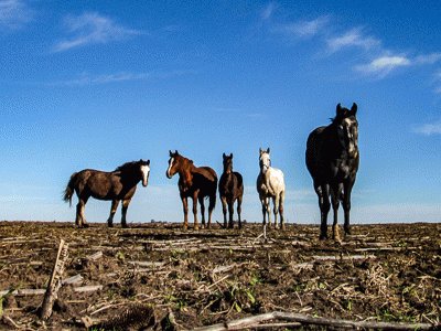 פאזל של Caballos