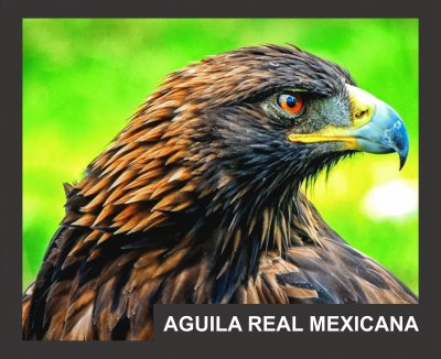 AGUILA REAL jigsaw puzzle