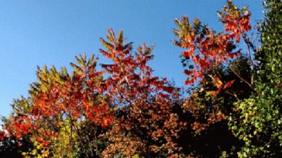 פאזל של Couleurs d 'automne