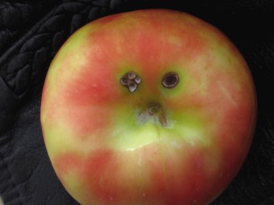 Sad apple - has a black eye !! jigsaw puzzle