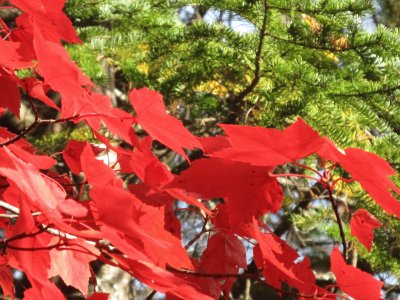 Brilliant red maples