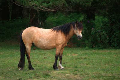 New forest jigsaw puzzle