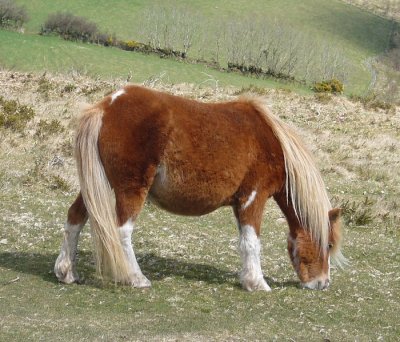 פאזל של Shetland