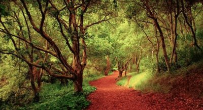 BOSQUE PERUANO jigsaw puzzle