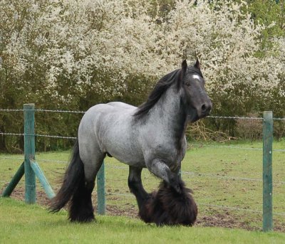 Blue roan gypsy vanner jigsaw puzzle