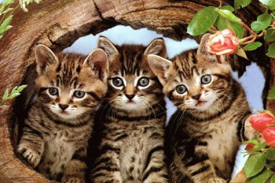 פאזל של gatitos tiernos bellos