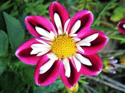 flores
