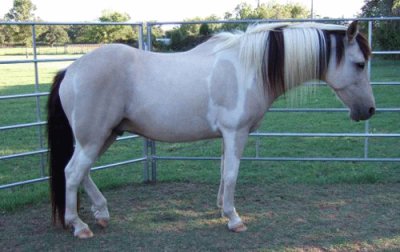 American spotted paso