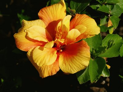 Hibiskus jigsaw puzzle