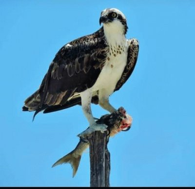 Ãguila pescadora