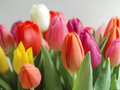 tulipas