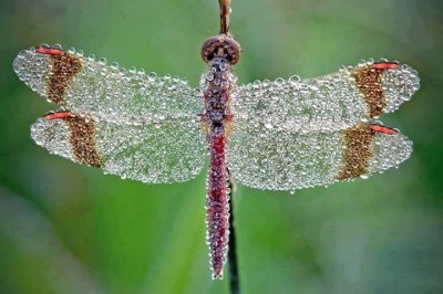 פאזל של mariposa