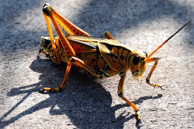 Cavalletta americana