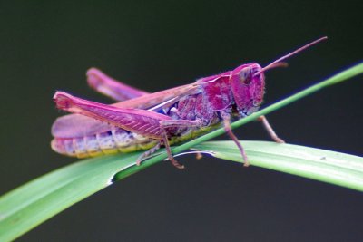 פאזל של Cavalletta rosa