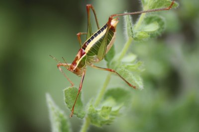 Cavalletta tricolore