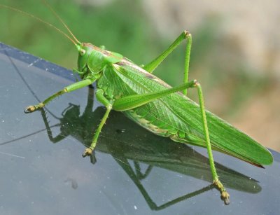 Cavalletta verde jigsaw puzzle