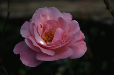 פאזל של Rose