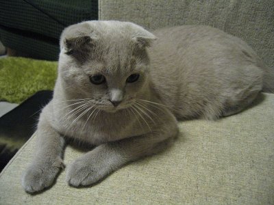 Scottish fold