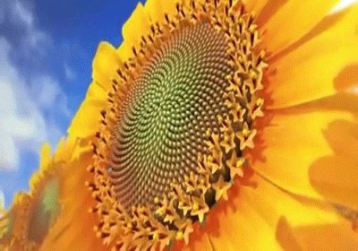 Girasol jigsaw puzzle